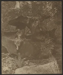 [Woman Sitting on Rocks, Possibly Mrs. Fleckenstein]