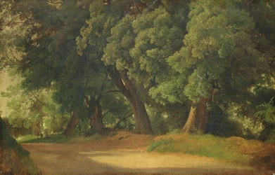 Oak Trees in Holstein