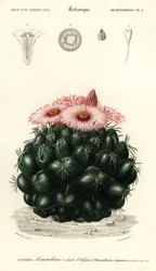 Beehive Cactus, Coryphantha Elephantidens (engraving)
