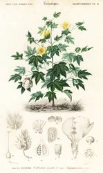 Cotton Plant, Gossypium Barbadense