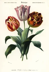 Garden tulip, Tulipa gesneriana, 1849