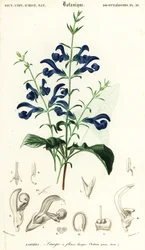 Gentian Sage or Spreading Sage, Salvia patens (engraving)