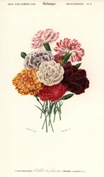 Group of Carnations, Dianthus Caryophyllus (engraving)