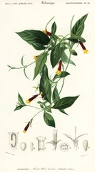 Manettia Luteorubra