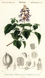 Princess tree, empress tree or foxglove-tree, Paulownia tomentosa (1849)
