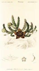 Star Flower, Orbea variegata (engraving)