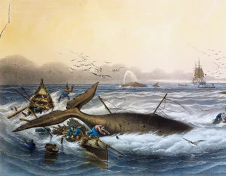 Whaling in South Seas