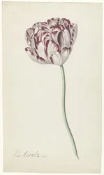 Tulip