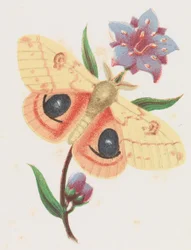 Sulfur Peacock Moth, 1862.