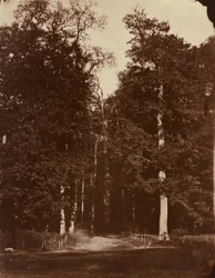 Forest at Saint-Cloud, 1859-1860