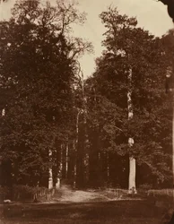 Forest at Saint-Cloud
