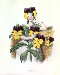 Allegory, the Pansy