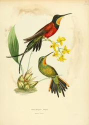 Topaza Pyra