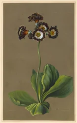Hybrid Auricula, 1830