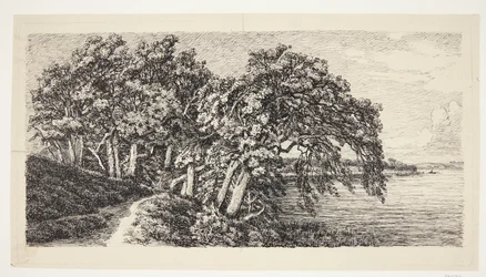 Old Oaks by Hald Lake