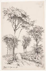 Forest Landscape with Freestanding Trees