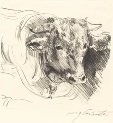Head of a Steer
