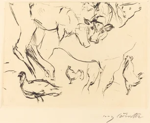 Animal Studies