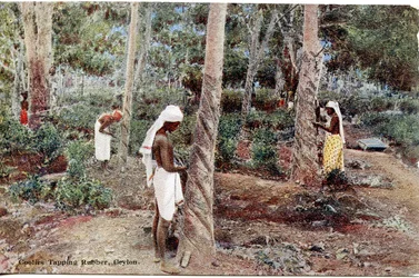 Coolies Tapping Rubber, Ceylon, c.1900-20