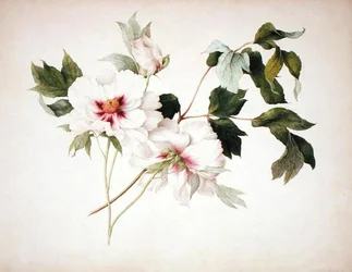 Paeonia Suffruticosa