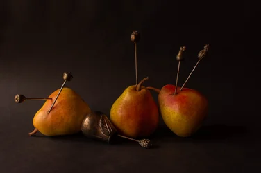 Moody Harvest Fruits