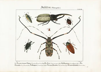 Beetle Species in Life Size