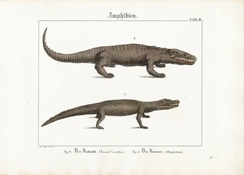 Crocodile and Caiman