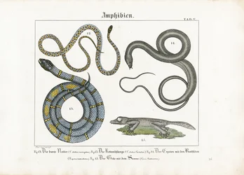 European Snakes and Amphibians
