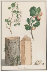 Studies of the trunk, blossoms and fruit of a wild apple tree Malus sylvestris, 1788