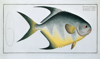 Rhomboidal Chetodon