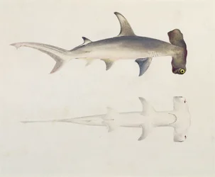 A Hammer-headed Shark, Loheia