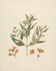 Avicennia marina (Forssk.) Vierh. (White Mangrove): finished drawing of flowering shoot with details of flowers