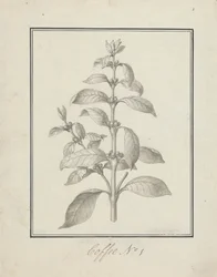 Coffea arabica L. (Arabica Coffee): Finished Drawing of Leafy Shoot and Berries