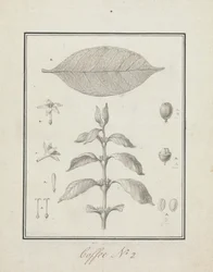 Coffea arabica L. (Arabica Coffee): finished drawing of leafy shoot, with details of flowers, leaf, and fruits
