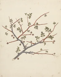 Commiphora gileadensis (Balm of Gilead, Opobalsam): Finished Drawing of Fruiting Branch