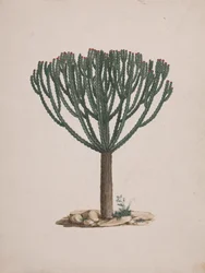 Euphorbia abyssinica J.F. Gmel. (Ethiopian Tree-Spurge): finished drawing of the tree
