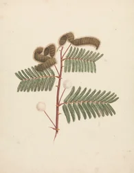 Mimosa Pigra (L.): Finished Drawing
