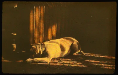 Color photograph of sleeping dog in sunlight with Autochrome Lumière and a 35mm camera