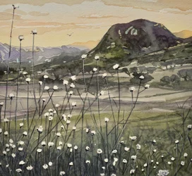 Golden Sky Wildflowers