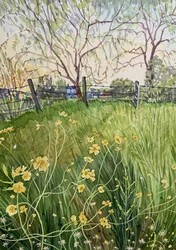Meadow Flowers And Fence