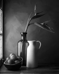 Bird of Paradise Still Life