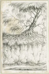 Dudley - Tree