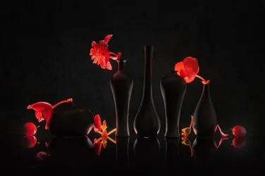 Crimson Blooms and Black Vases
