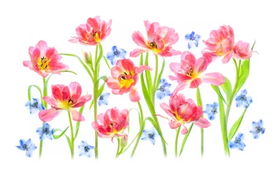 Delicate Pink Tulips