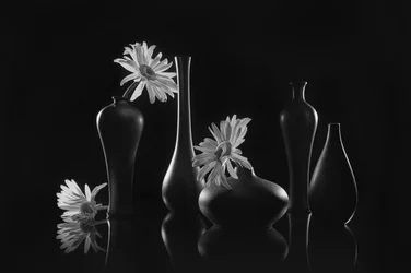 Elegant Daisy Still Life