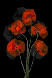 Ethereal Red Poppies