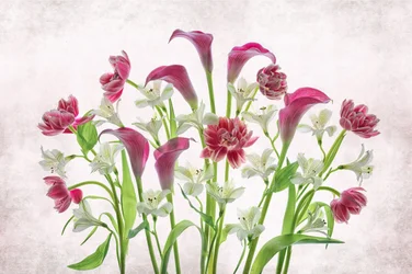 Fresh Pink and White Flowers