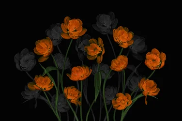 Glowing Orange Tulips