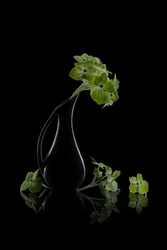 Green Blooms Reflection