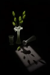 Green Plants, Bird Shadow